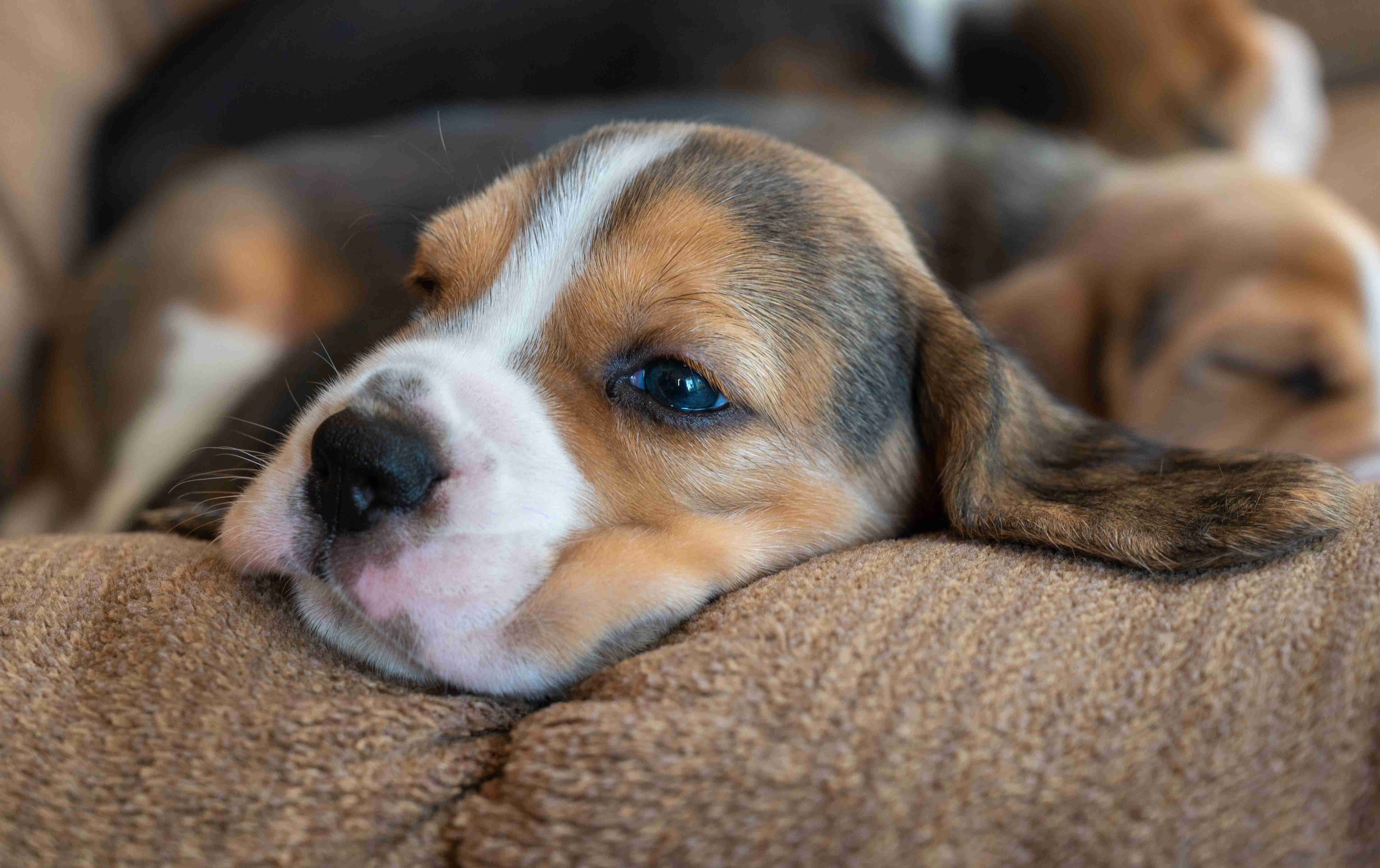 5 Signs to Identify Stress and Anxiety in Your Beagle: A Guide for Pet Owners